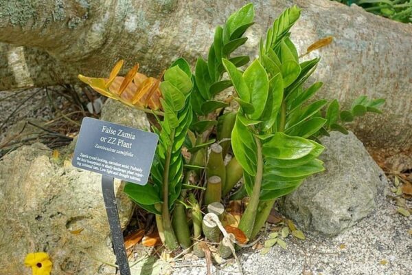 Zamioculcas zamiifolia (Planta ZZ)