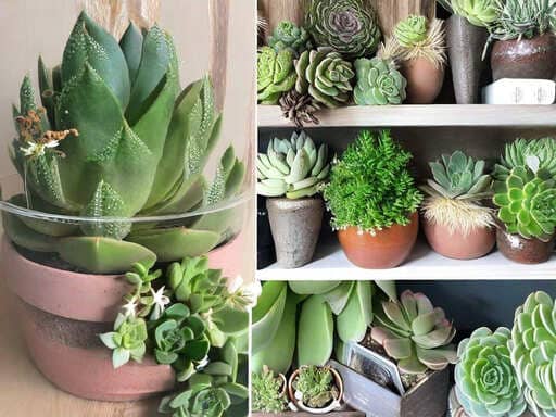 Decorate with Succulent Plants in Unusual Spaces 0