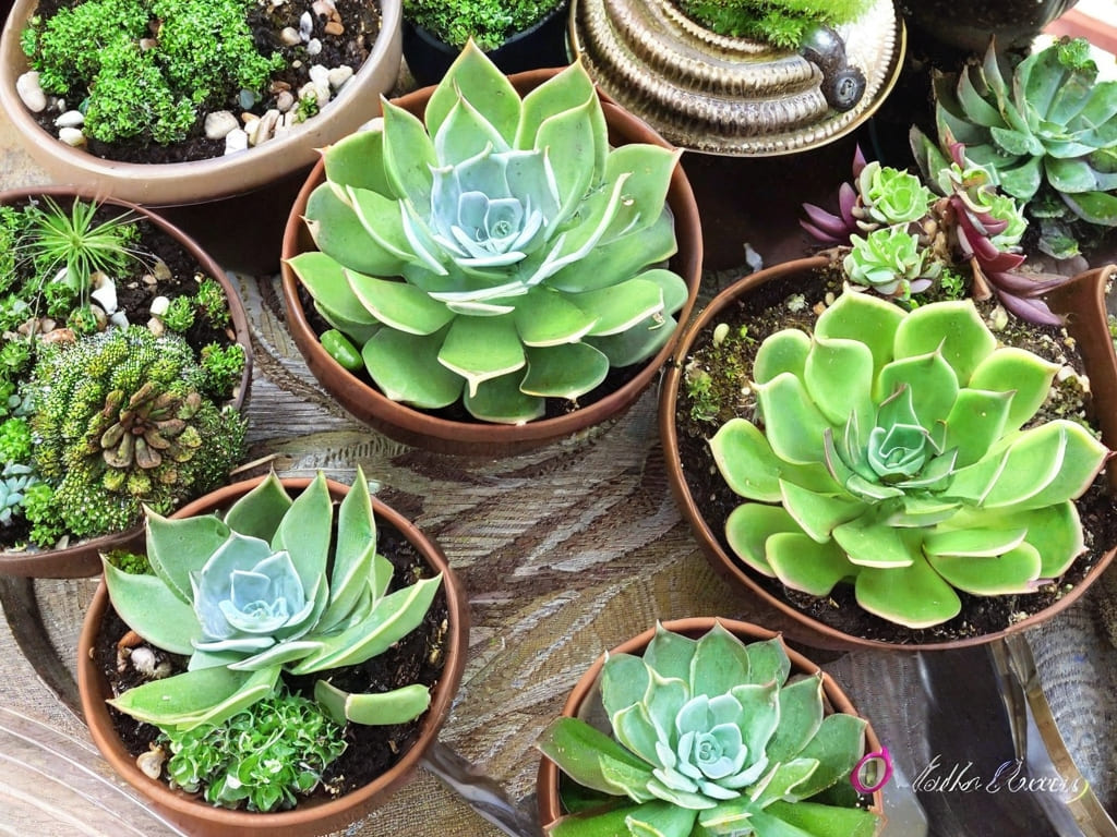 Decorating with Succulents 3