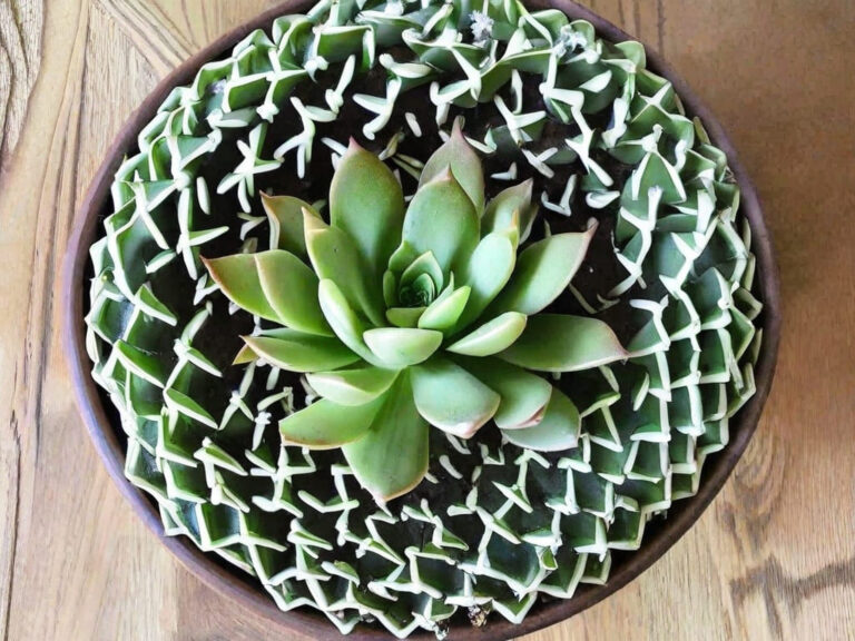 Decoração com Suculentas, Ideias Criativas, Plantas Suculentas na Decoração, Arranjos de Suculentas, Inspirações para Decoração