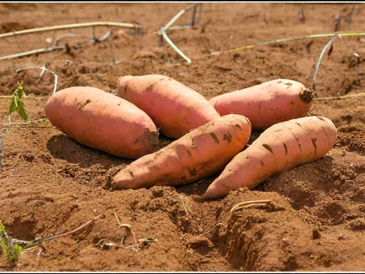 como plantar batata doce