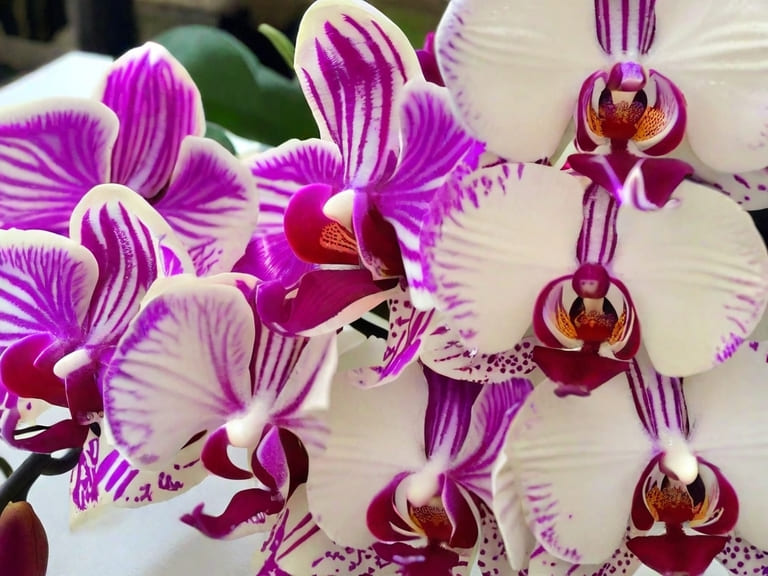 Como Plantar Orquídeas